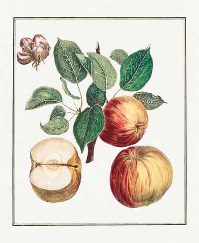 Apple Botanical Illustration Poster. poster