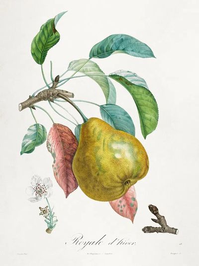 Traité des arbres fruitiers: Royal.