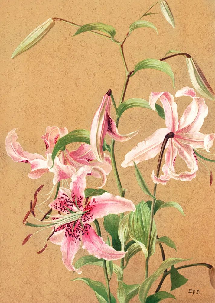 Lilies no. 5 (1886) high. poster detail