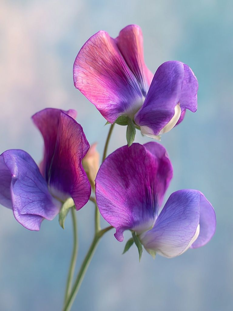 Sweet Pea Blooms Botanical Print. poster — botanical art