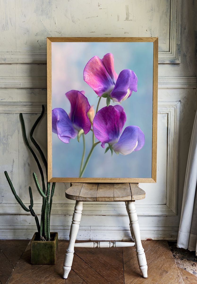 Sweet Pea Blooms Botanical Print. — room view 1