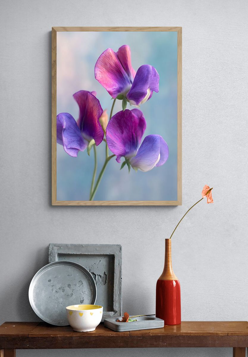 Sweet Pea Blooms Botanical Print. — room view 3