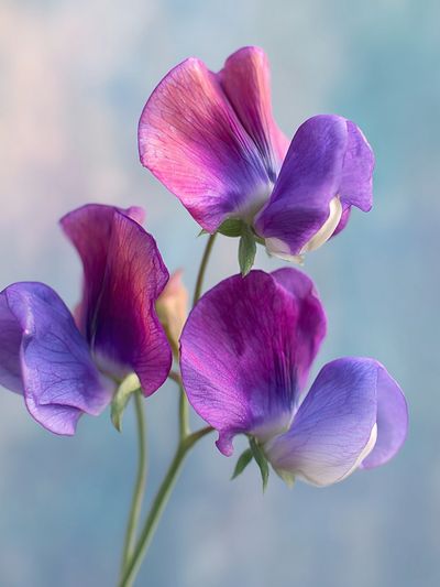 Sweet Pea Blooms Botanical Print. poster print