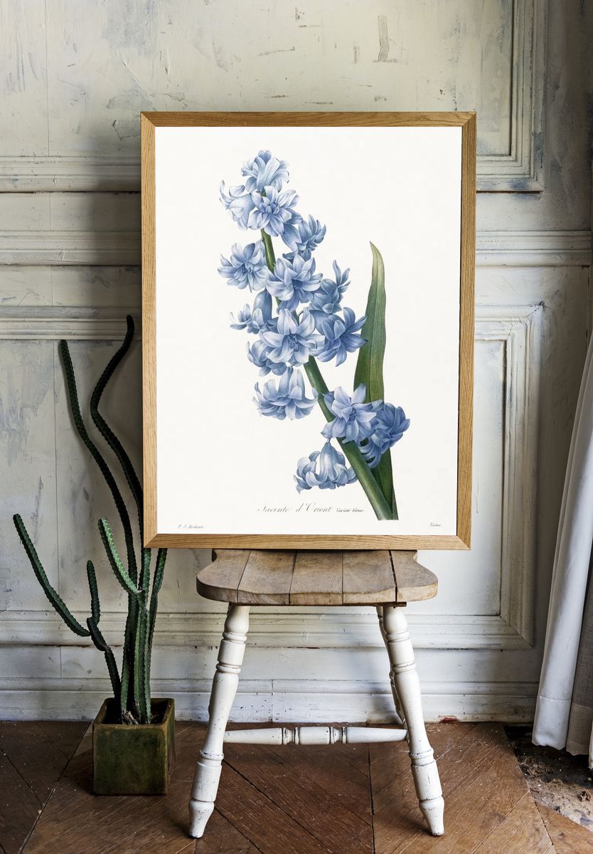 Oriental hyacinth. Blue variety (1827). — room view 1