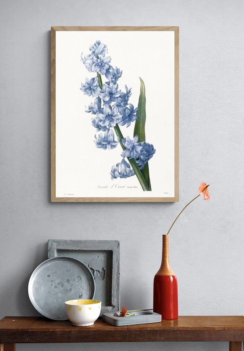 Oriental hyacinth. Blue variety (1827). — room view 3