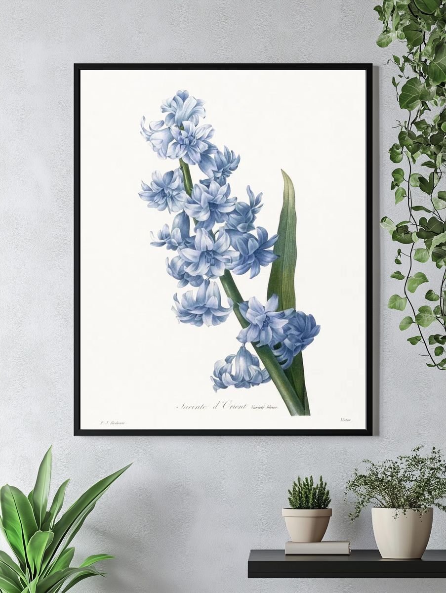 Oriental hyacinth. Blue variety (1827). — room view 4