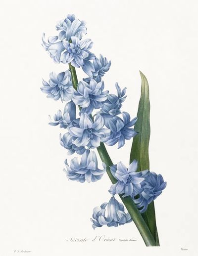 Oriental hyacinth. Blue variety (1827). poster