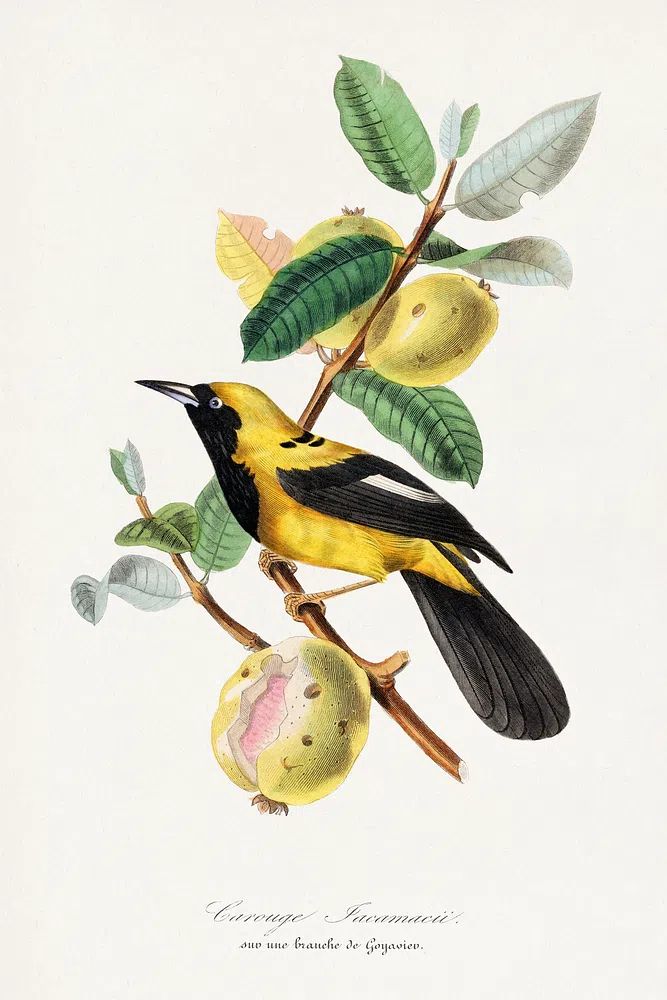 Jacamar bird painting. poster — botanical art