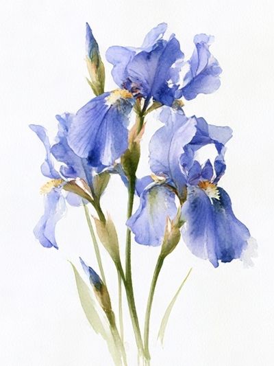 Blue Iris Botanical Print. poster
