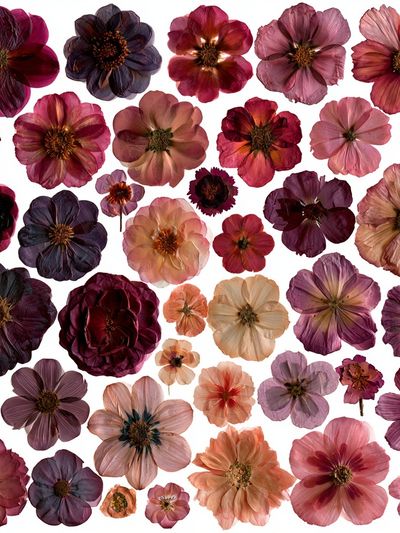 Pressed Flower Bouquet Botanical Print. poster