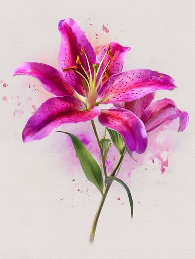Pink Lily Watercolor Print. poster
