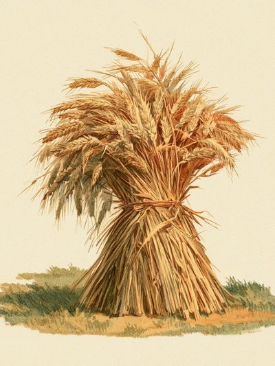 Wheat Sheaf Botanical Print.