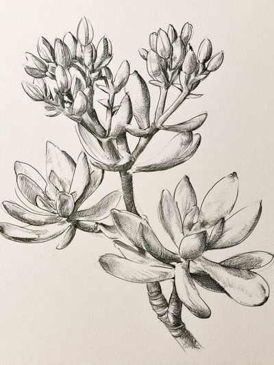 Succulent Botanical Sketch Poster. poster