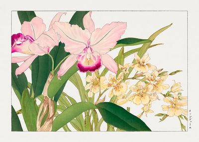 Orchid Blossom Botanical Print. poster print
