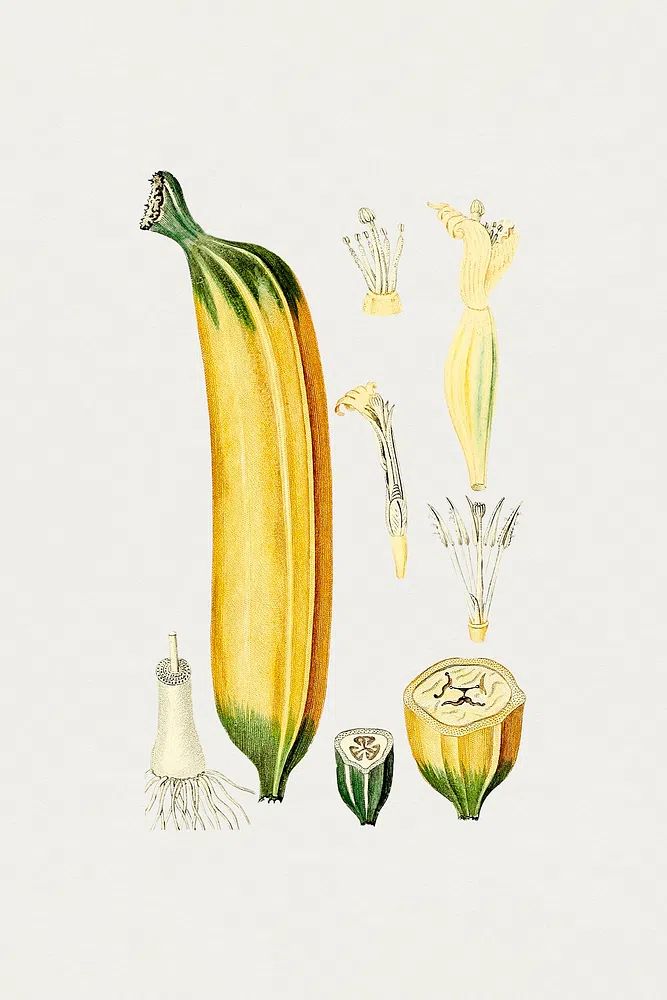 Botanical Illustration of Zucchini — Vintage Print. poster detail