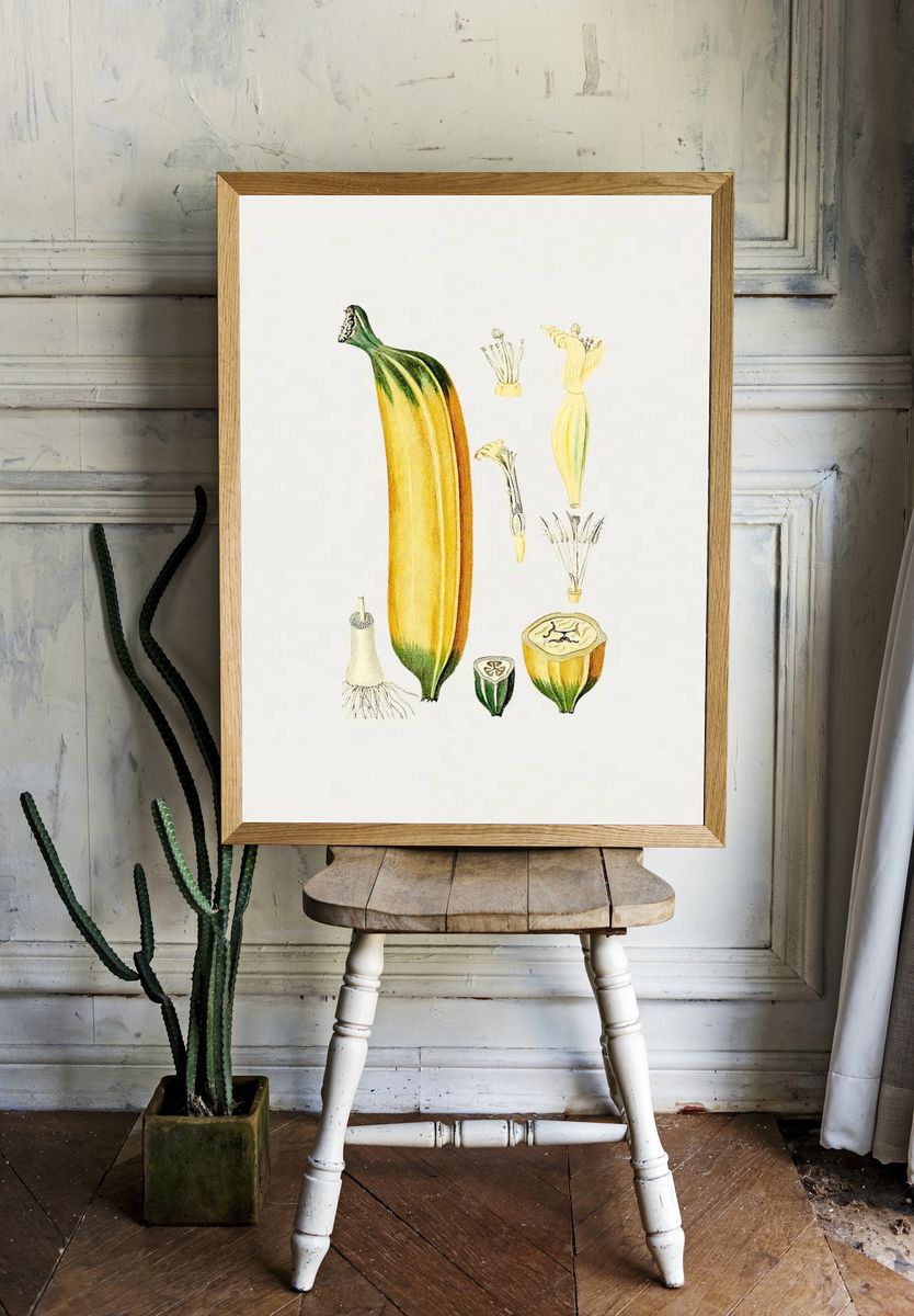Botanical Illustration of Zucchini — Vintage Print. — room view 1