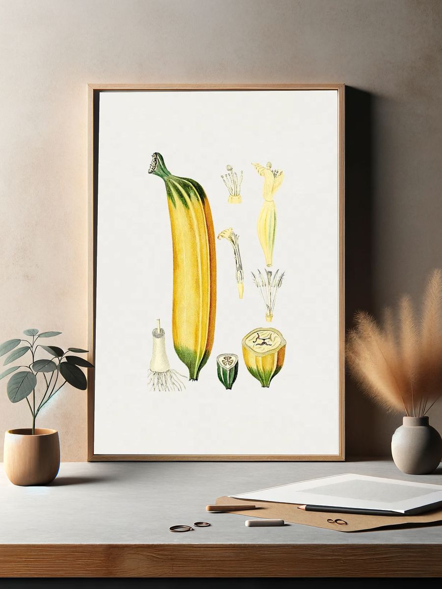 Botanical Illustration of Zucchini — Vintage Print. — room view 2