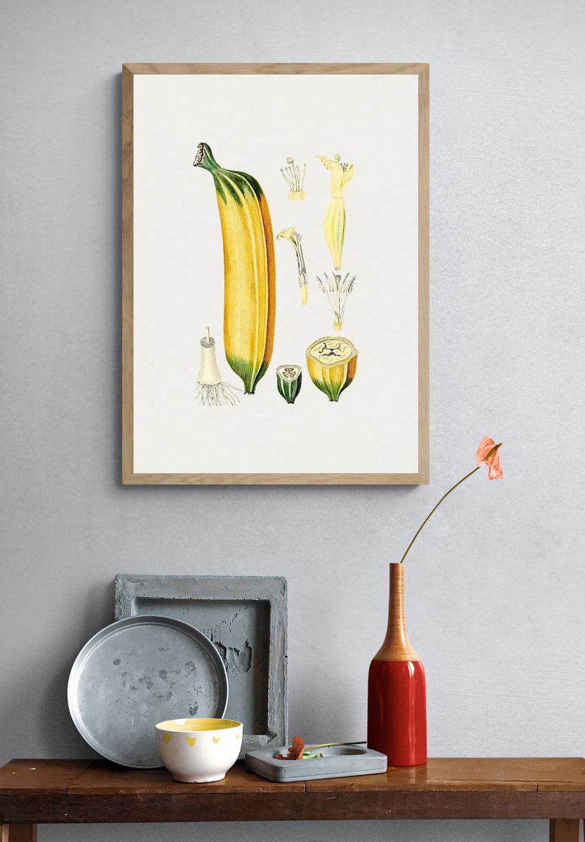 Botanical Illustration of Zucchini — Vintage Print. — room view 3