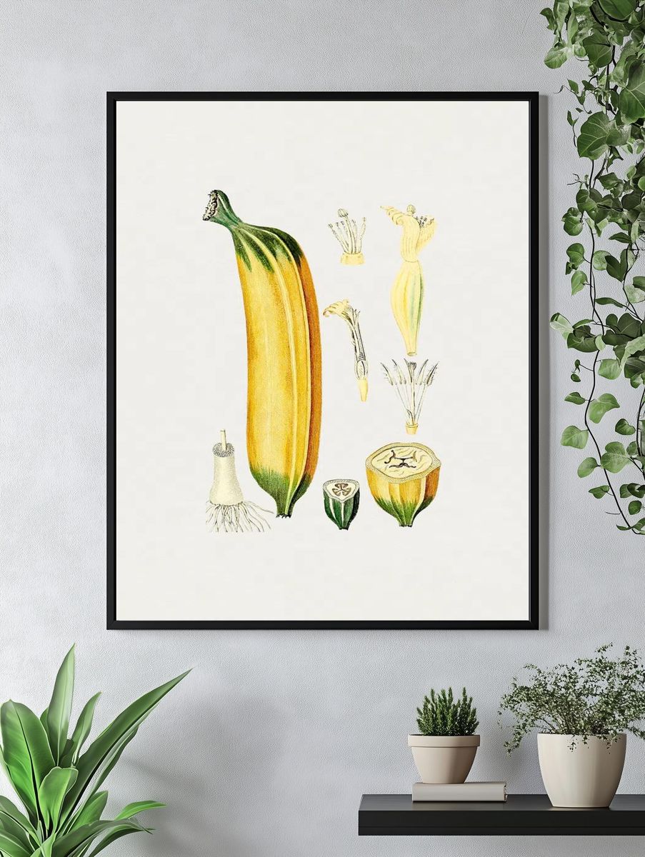 Botanical Illustration of Zucchini — Vintage Print. — room view 4