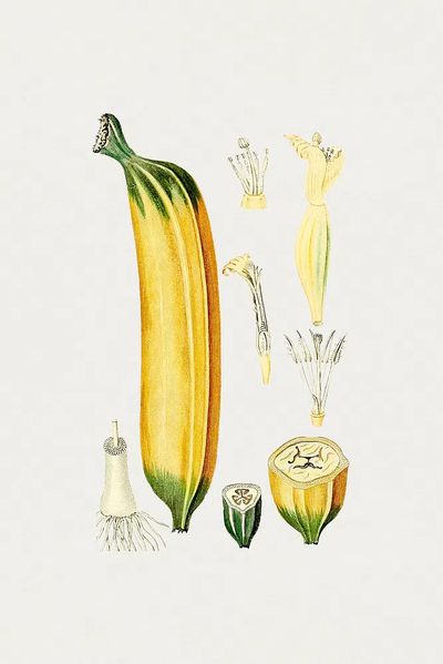 Botanical Illustration of Zucchini — Vintage Print. poster print