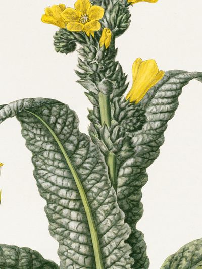 Yellow Flower Botanical Print.