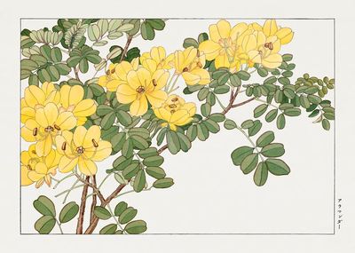 Allamanda flower, Japanese woodblock art. poster