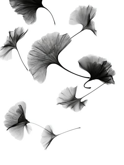 Ginkgo Leaves Black-White Print.