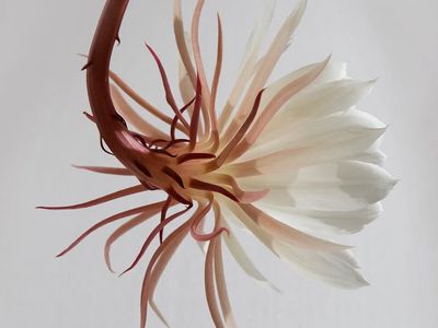 macro shot flower long white. poster print