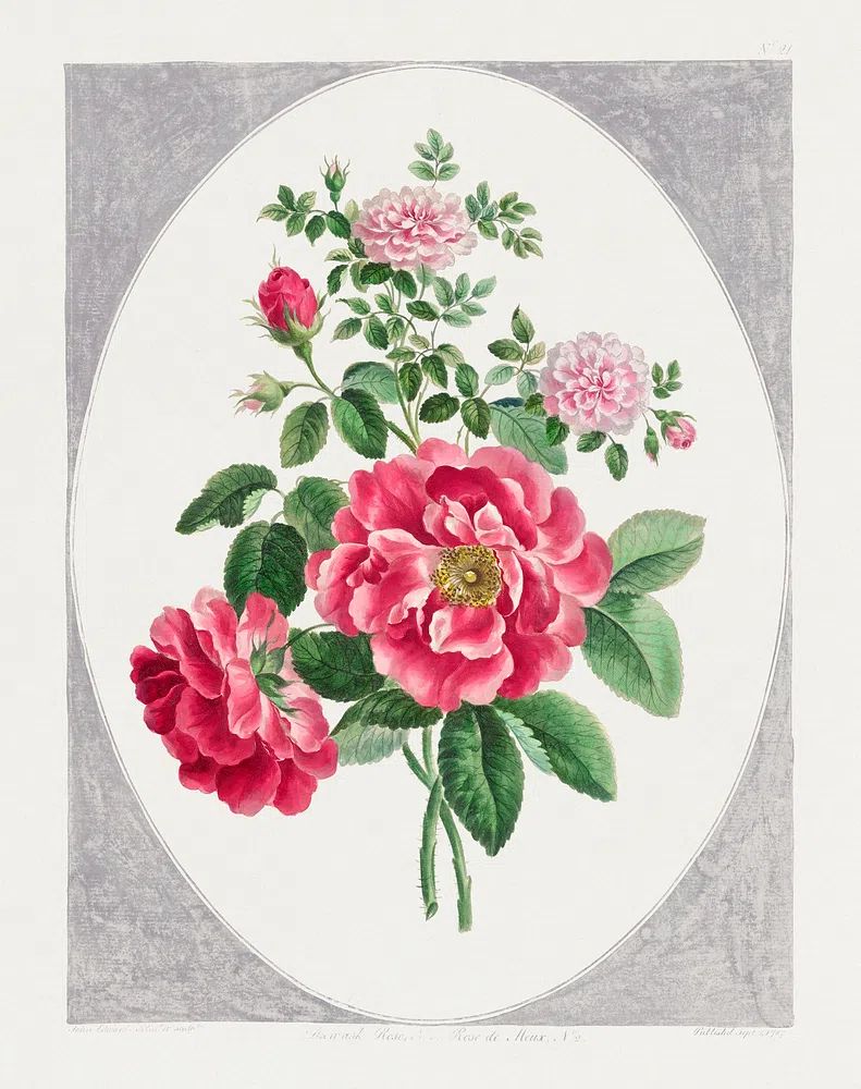 Damask Rose (1787) high resolution. poster detail