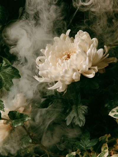 White Chrysanthemum Botanical Print.