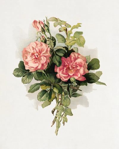 Pink Roses Botanical Print. poster print