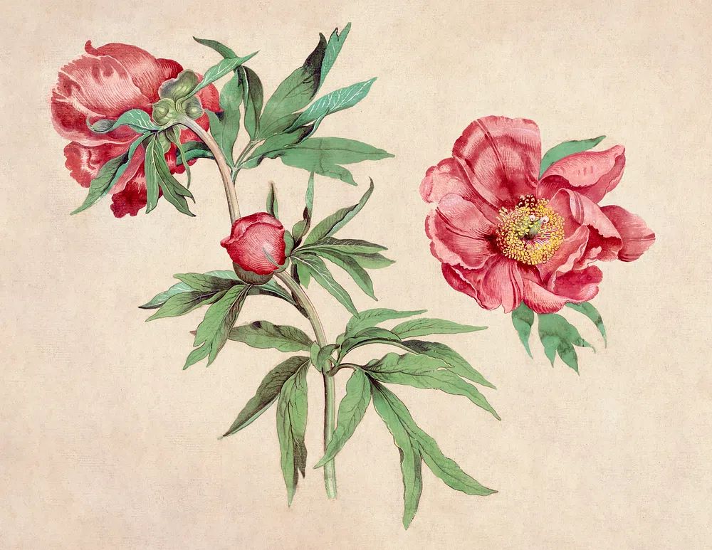Studies Peonies (1472-1473) painting high. poster — botanical art