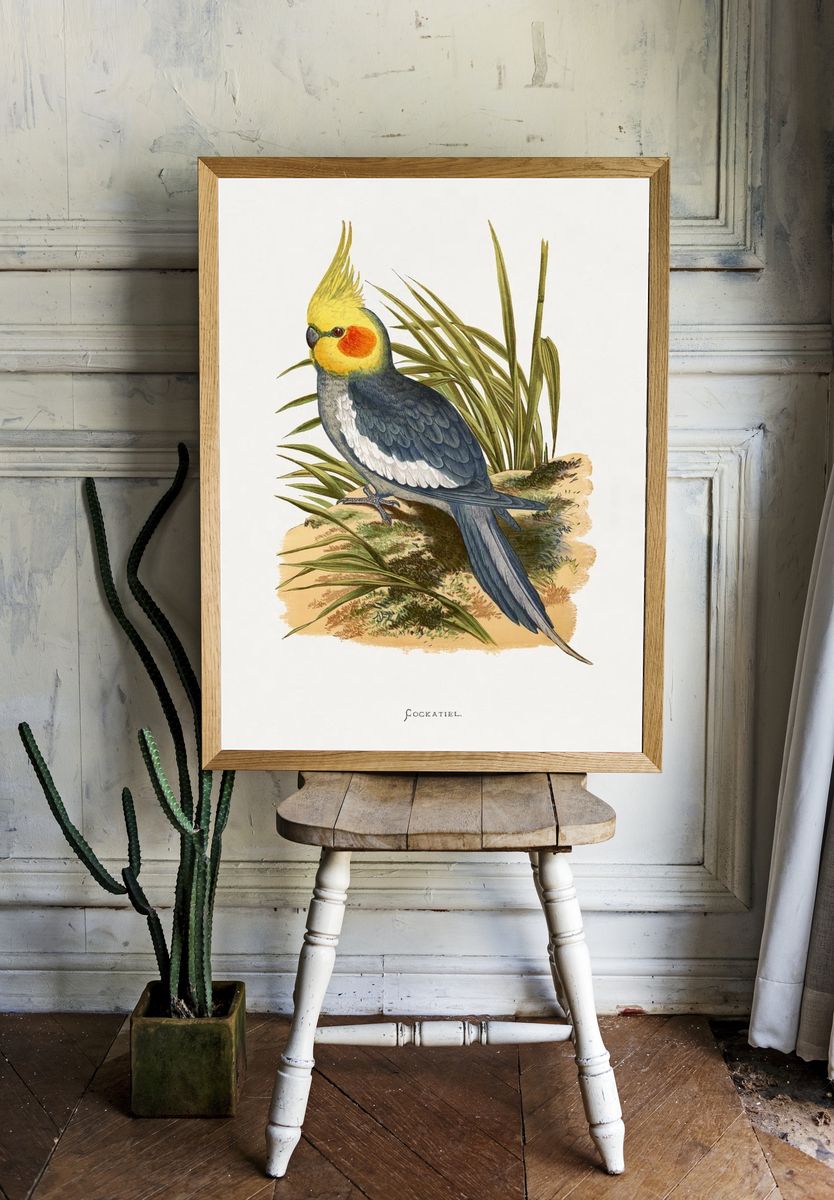 Cockatiel Botanical Illustration Poster. — room view 1