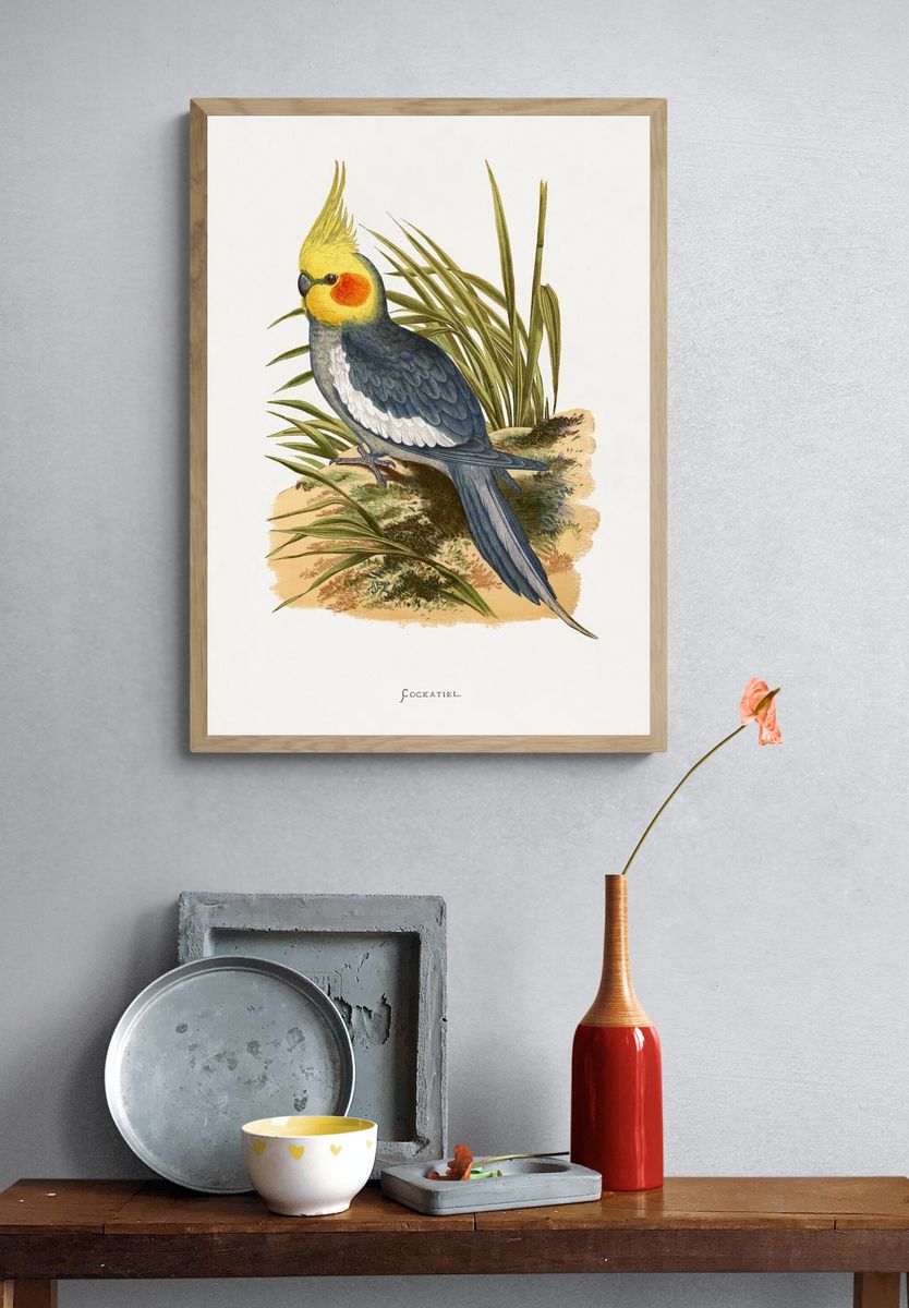 Cockatiel Botanical Illustration Poster. — room view 3