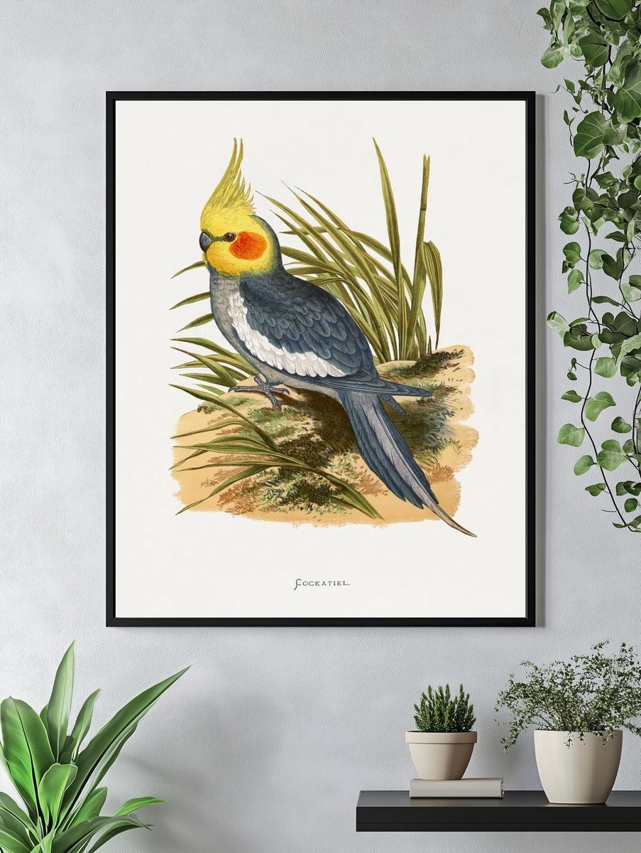 Cockatiel Botanical Illustration Poster. — room view 4