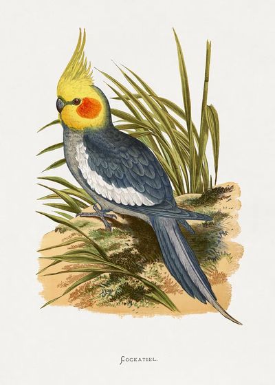 Cockatiel Botanical Illustration Poster. poster print