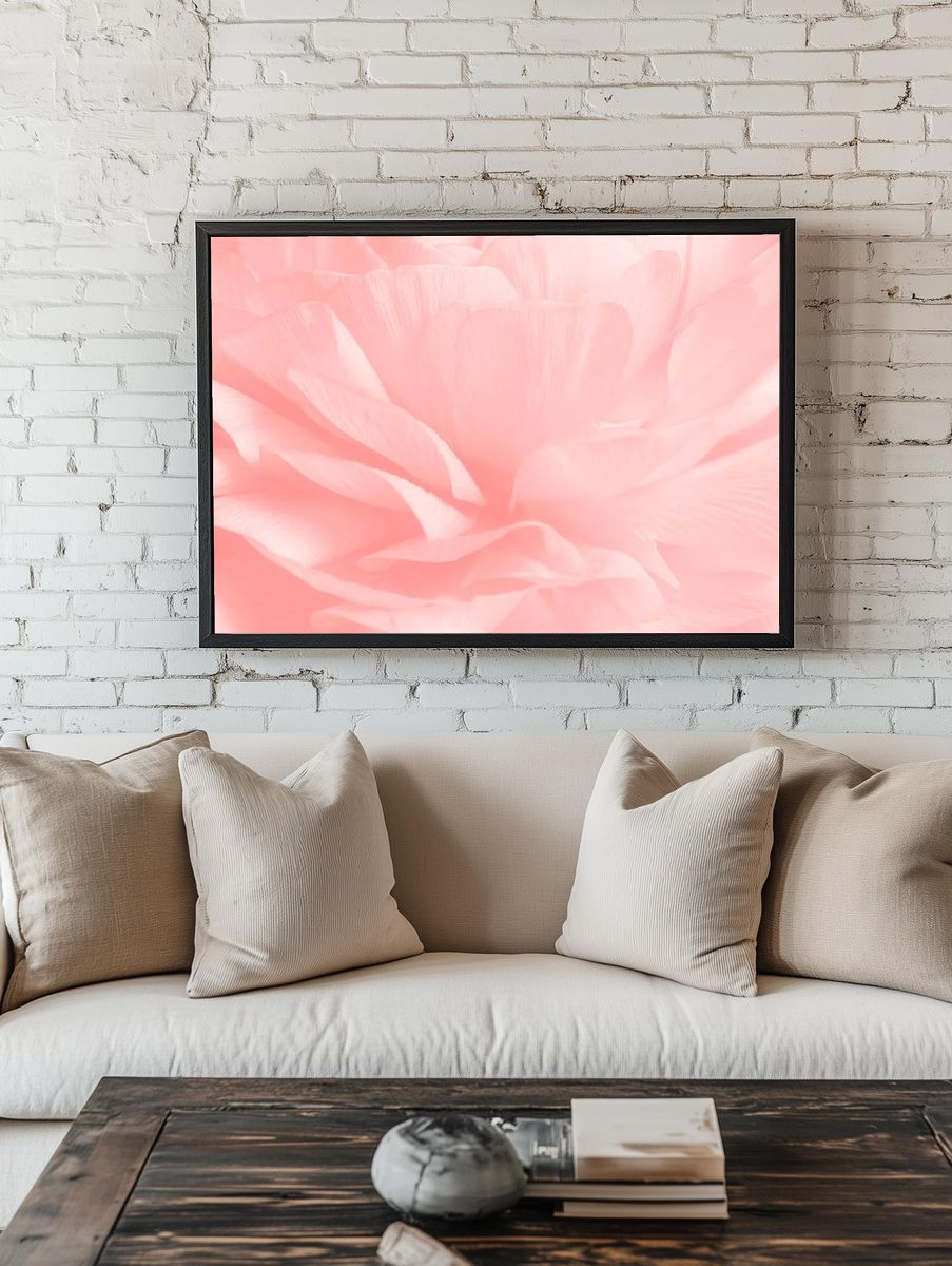 Pink ranunculus flower macro photography. room preview