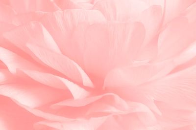 Pink ranunculus flower macro photography.