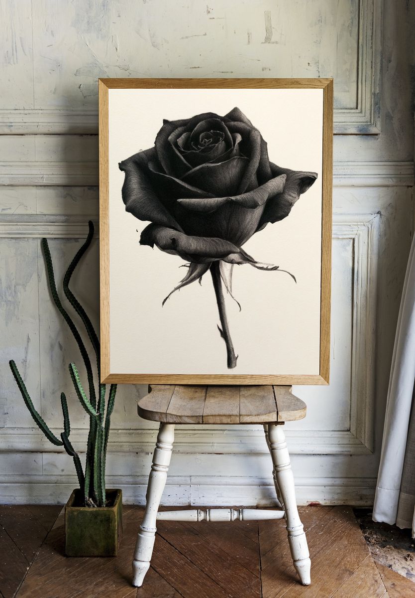 Black Rose Botanical Print. room preview