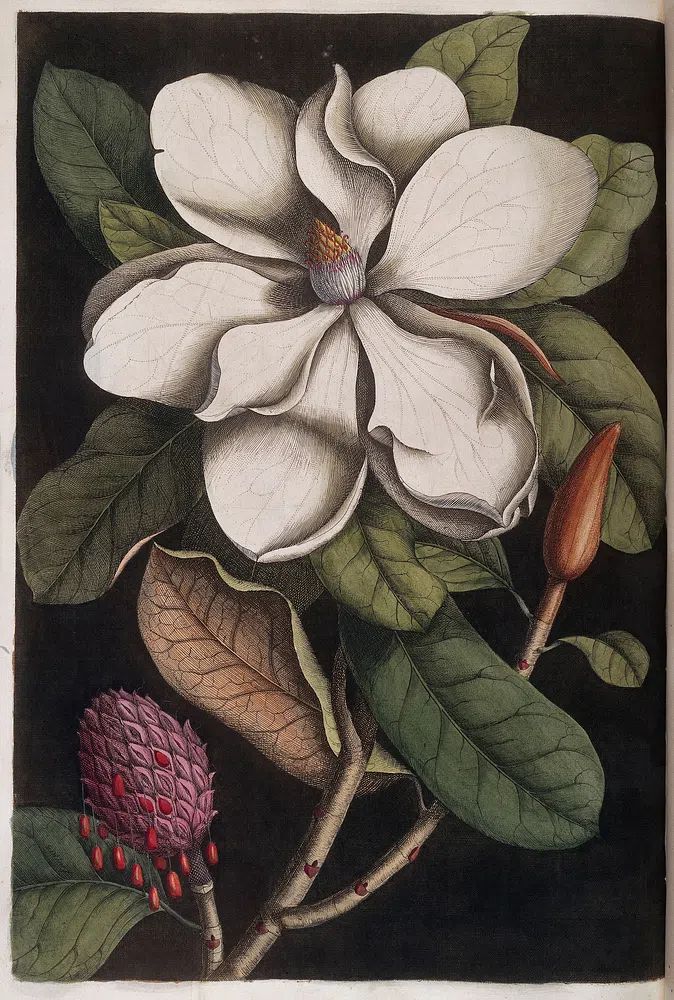 natural history Carolina, Florida Bahama. poster — botanical art