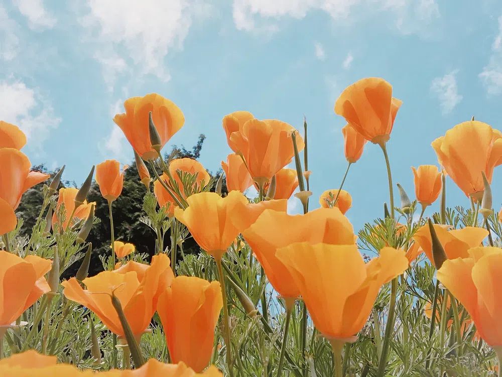 Spring background orange flowers field. poster — botanical art