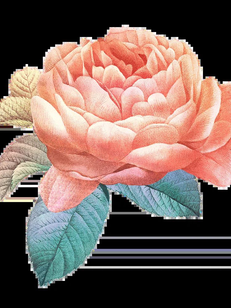 Peony Line Art Poster. poster — botanical art
