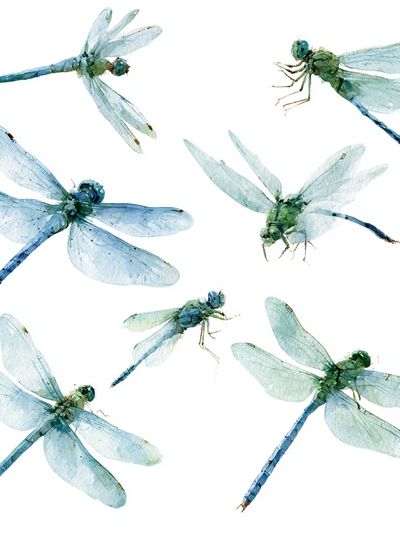 Blue Dragonflies Watercolor Print. poster
