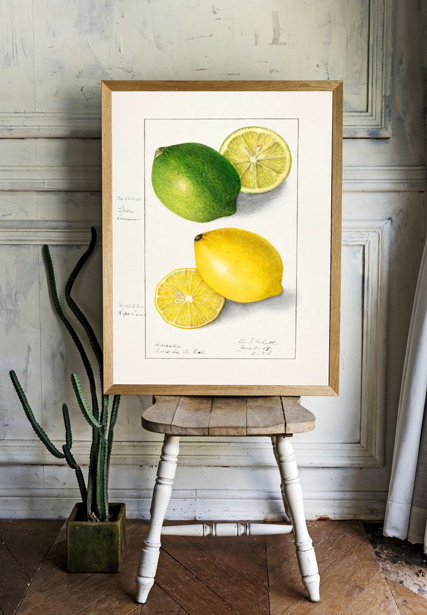 Lemons (Citrus Limon) (1908) Ellen. — room view 1