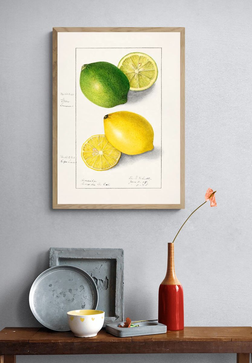 Lemons (Citrus Limon) (1908) Ellen. — room view 3