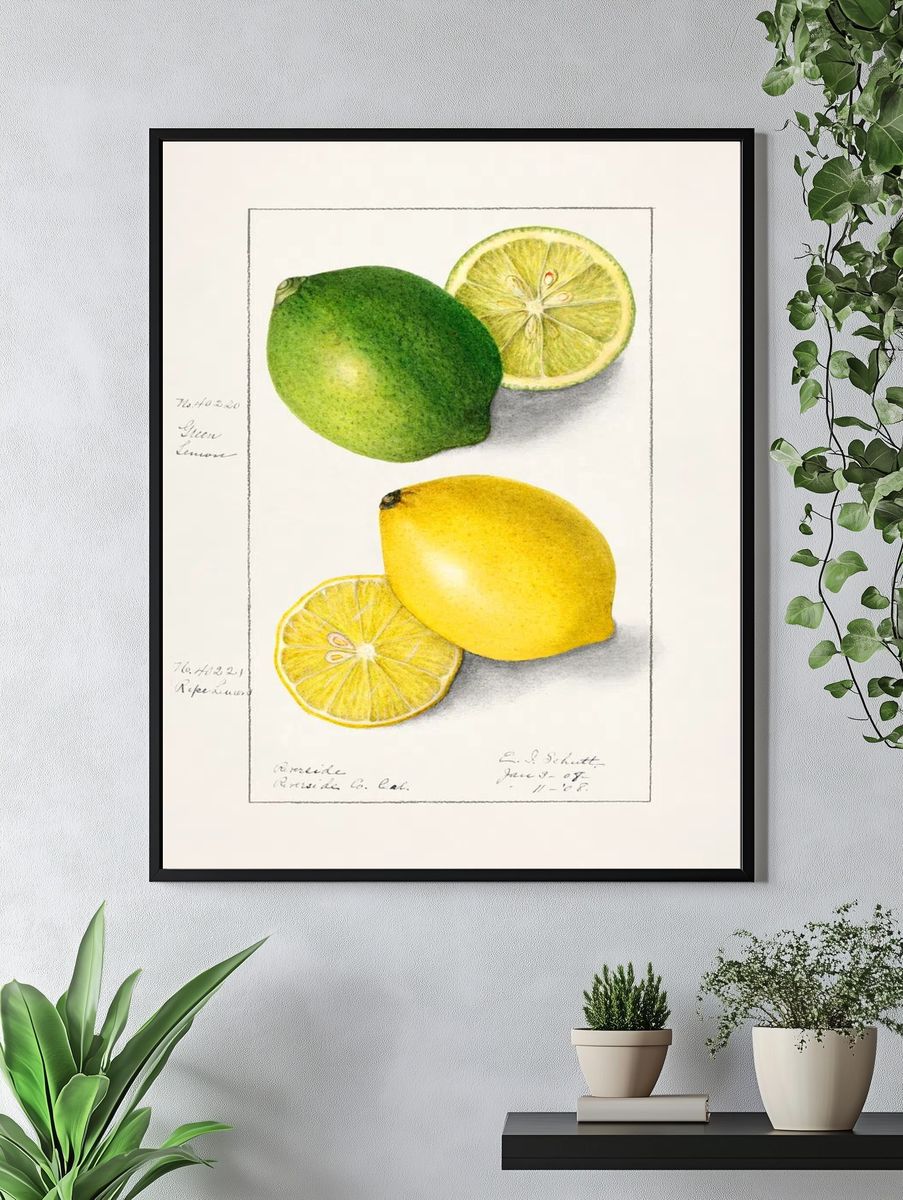 Lemons (Citrus Limon) (1908) Ellen. — room view 4