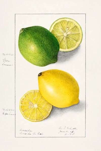 Lemons (Citrus Limon) (1908) Ellen. poster print