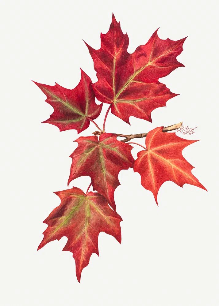 Autumn Leaves (1874) Mary Vaux. poster — botanical art