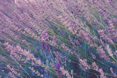 Tall lavender plants swaying wind.