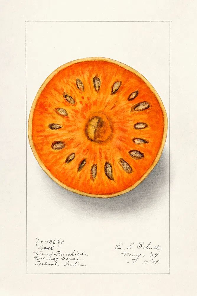 Bael (Aegle Marmelos) (1909) Ellen. poster — botanical art